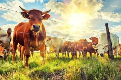 Live Cattle Weakness Meets a Still-Tight Supply Picture